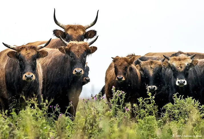 staatsbosbeheer mag dieren in oostvaardersplassen laten grazen