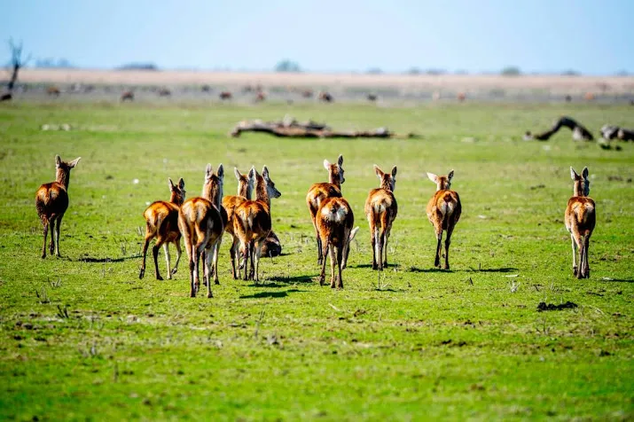 staatsbosbeheer moet 1830 herten afschieten