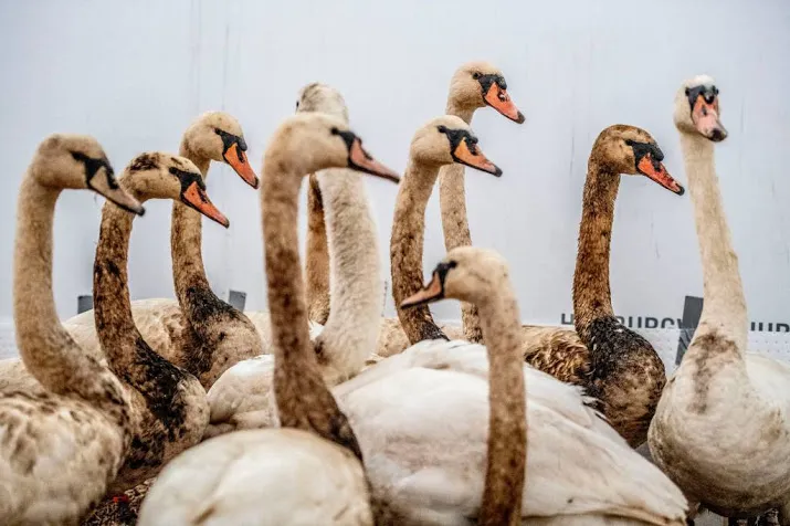 steeds meer besmeurde vogels in opvangcentrum