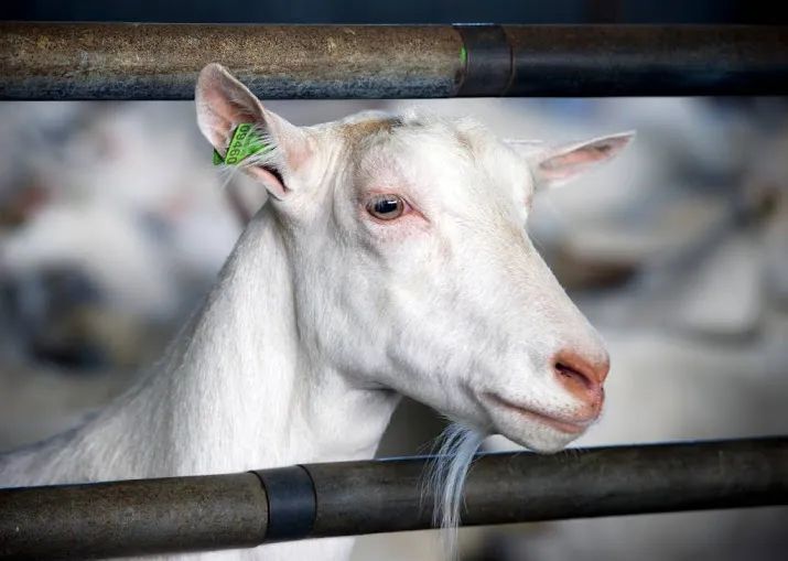 steeds meer geiten in ons land