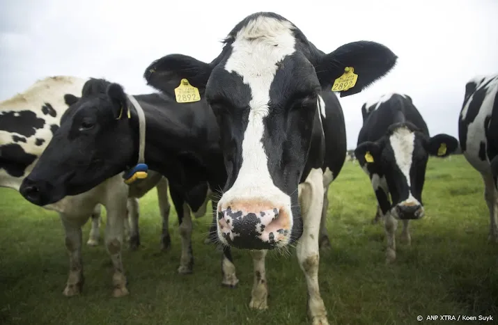 steeds meer koeien mogen buiten grazen