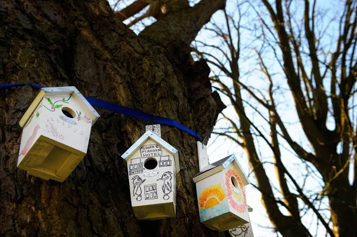 steeds minder stadsvogels in nederland