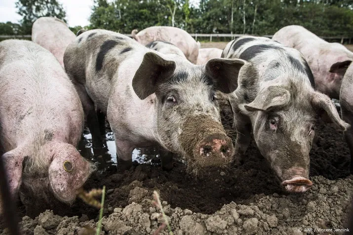 stikstofeffect van vrijwillige uitkoop varkensboeren valt tegen