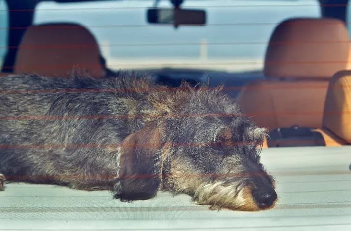 stunt niet hond maar mens in dichte auto
