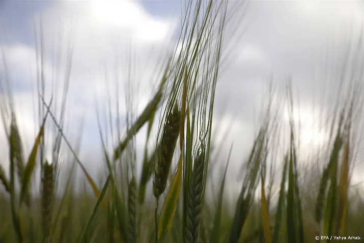 tarweprijs maakt sprong na dambreuk oekraine