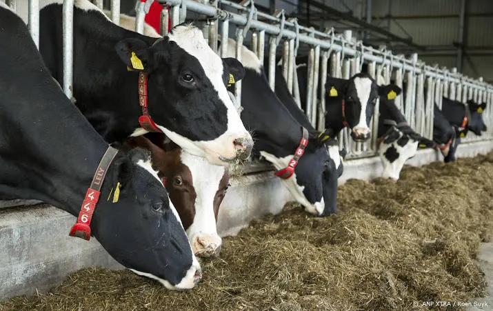 te veel stikstof in mest melkkoeien minder bij varkens en kippen