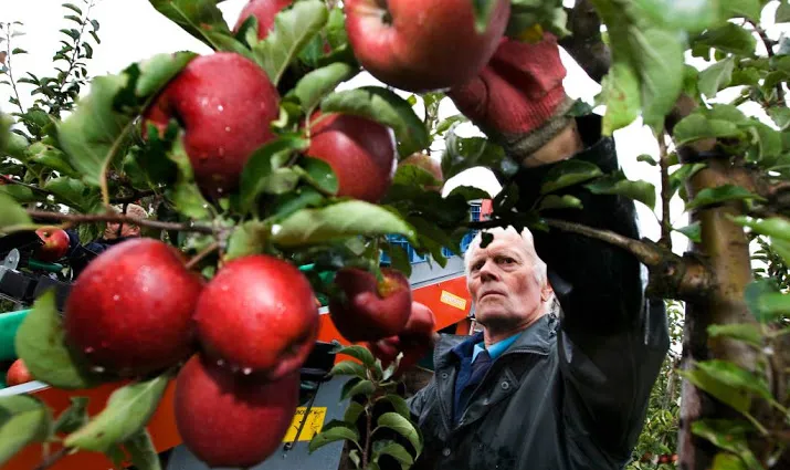 telers optimistisch over appel en perenoogst