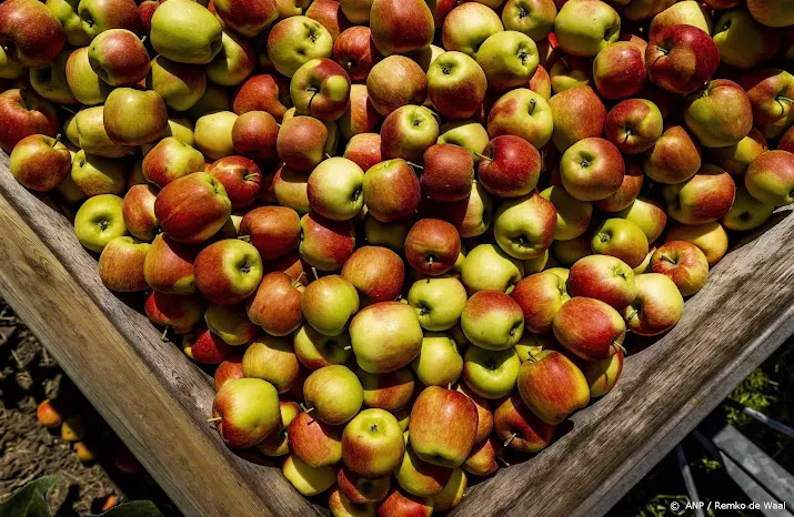 telers steeds meer appeloogsten verwoest door appelbloesemkever