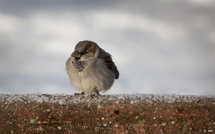 tellers speuren in de tuin naar mussen en andere vogels