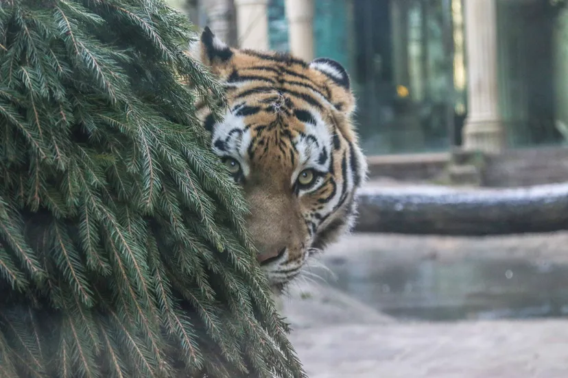 tijger met kerstboom hq dierenpark amersfoort