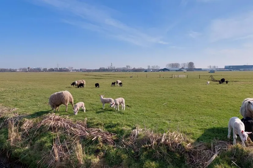 tineke bos brink voorhout