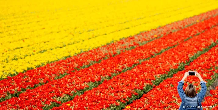 toch weer flinke drukte in de bollenstreek