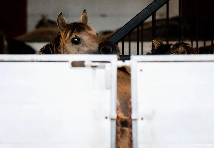 transport paarden oostvaardersplassen begonnen