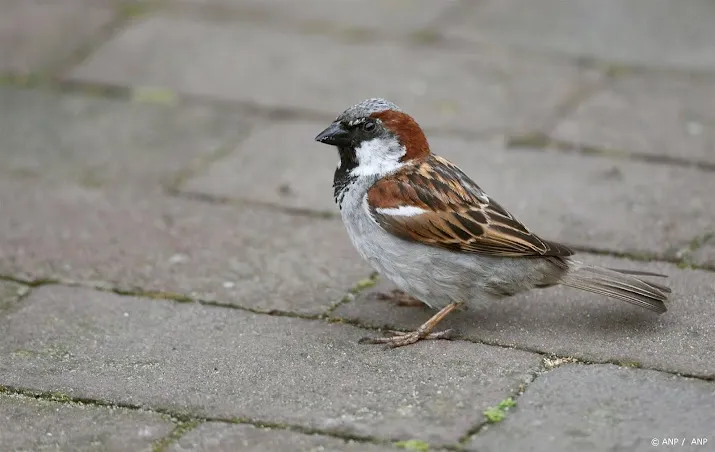 tuinvogeltellers moeten extra letten op huismus