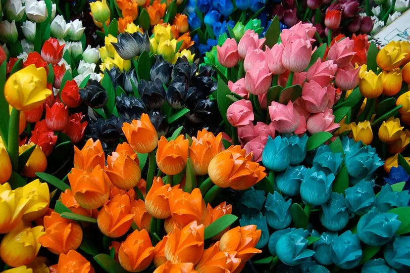 tulips 2849 960 720