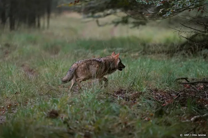 twee jonge wolfjes gezien op de midden veluwe