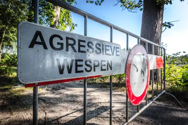 twee nesten aziatische hoornaars vernietigd