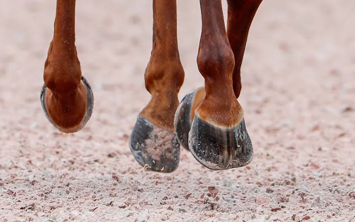 tweede dode paard bij wereldruiterspelen