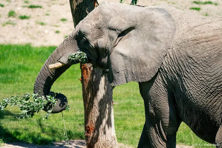 undercoverbeelden africhten olifanten wreed en schokkend