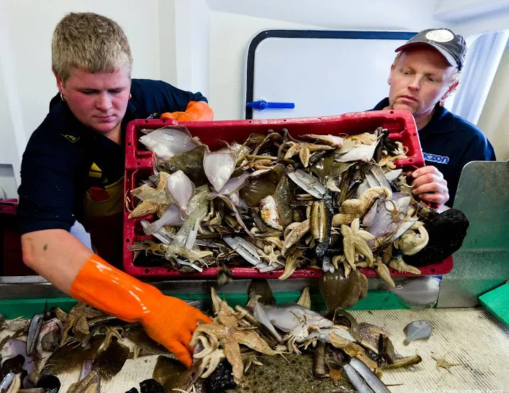 vangstverlaging ondanks gezonde vispopulatie