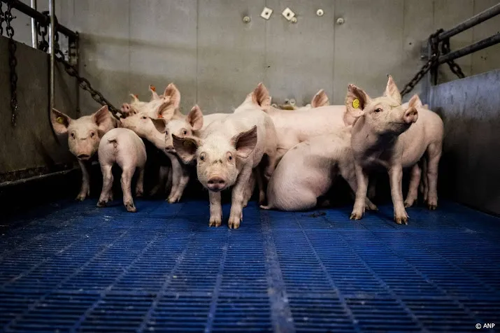 varkens krijgen nog steeds herhaaldelijk stroomstoten