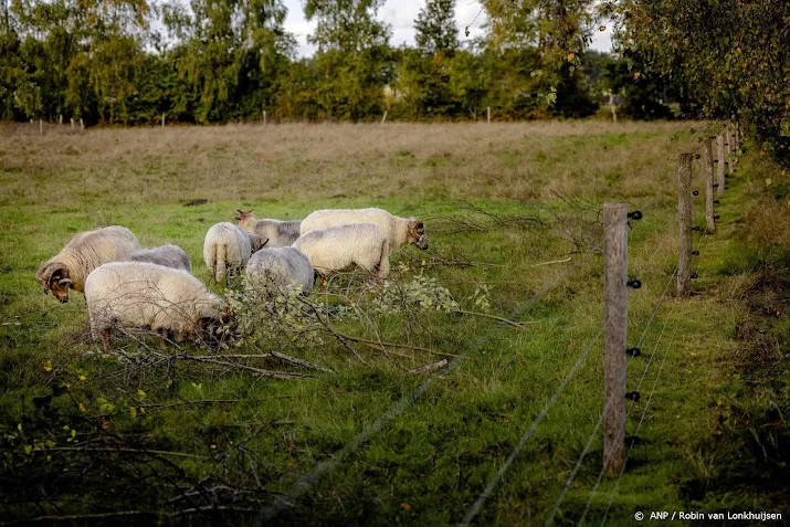 veehouder wil vergoeding voor miskraam bij dieren na aanval wolf