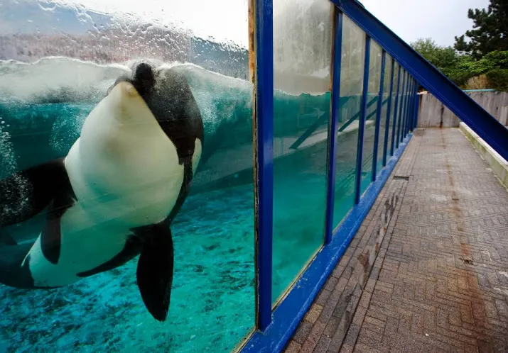 verhuizing orka morgan was rechtmatig