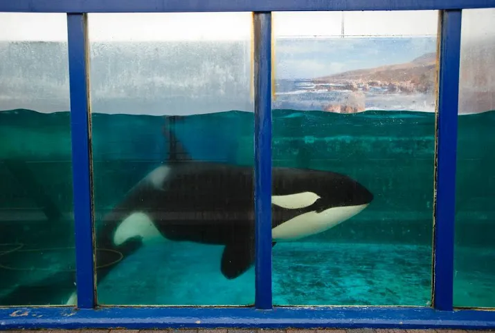 verhuizing orka op onjuiste voorwendselen