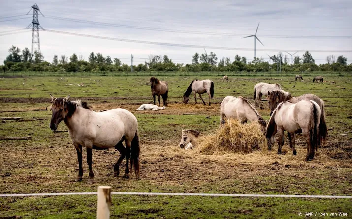 verhuizing paarden oostvaardersplassen later
