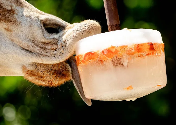 verkoeling voor dieren in artis