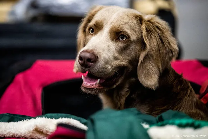 verwen hond niet teveel tijdens coronacrisis