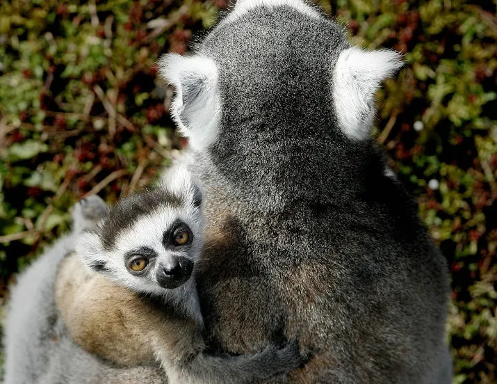 vier ringstaartmakis geboren in diergaarde blijdorp