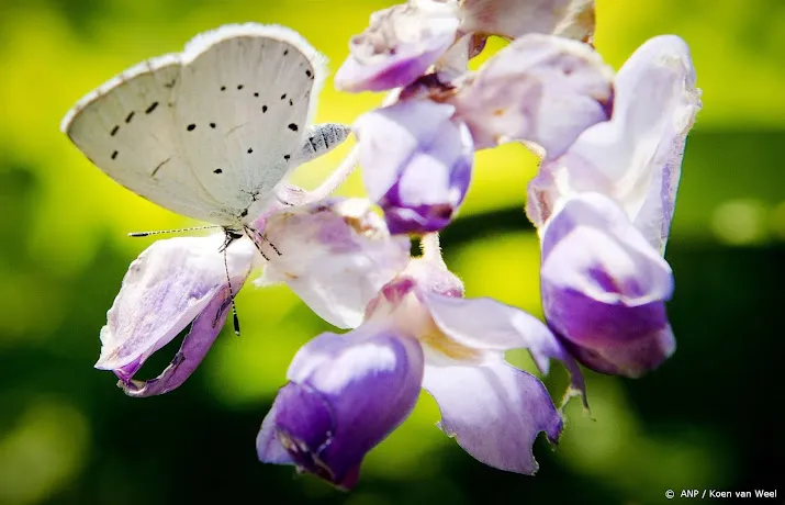 vlinderstichting benieuwd naar telling na mager voorjaar