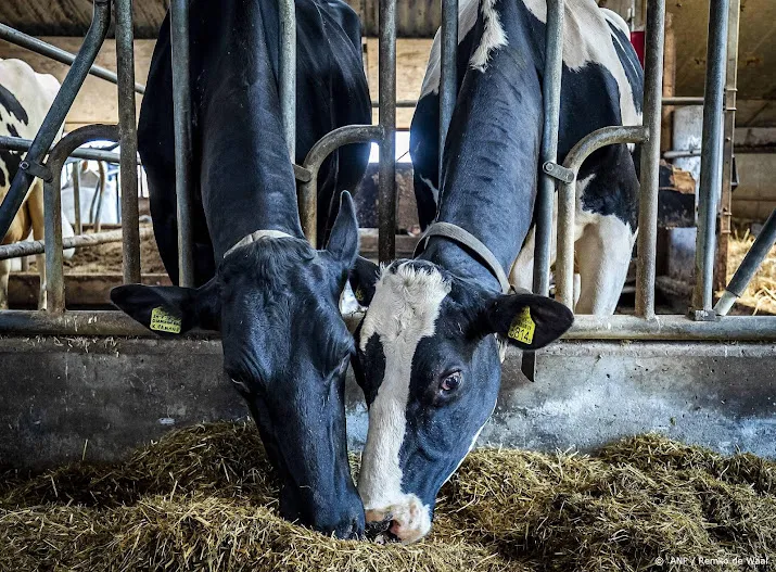 voedingssupplement van dsm voor koeien goedgekeurd in eu