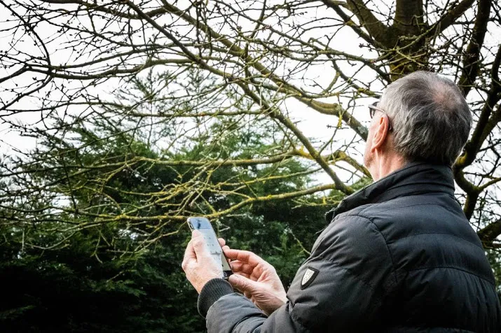vogelaars tellen veel vliegende vinken