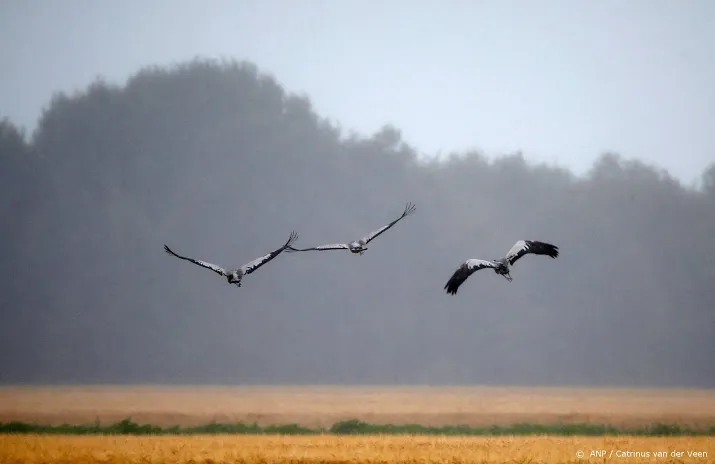 vogelbescherming bestrijd rups niet met gif