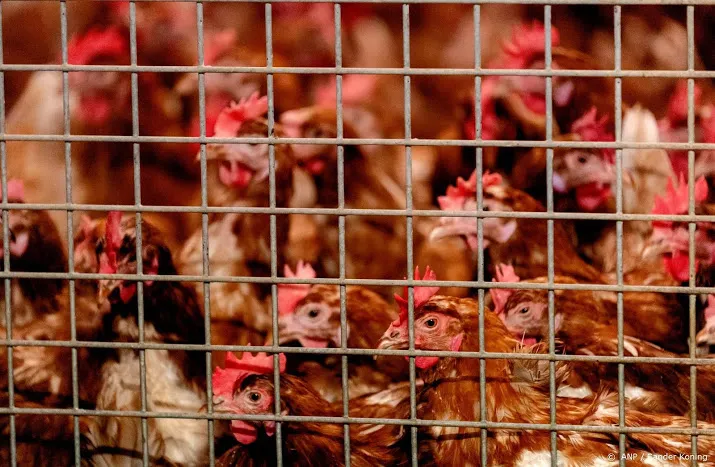 vogelgriep bij pluimveebedrijf in friesland 28 000 kippen gedood