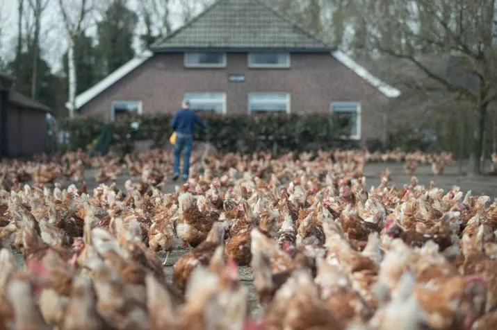 vogelgriep geweken kip mag weer naar buiten