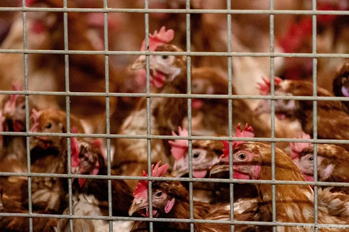 vogelgriep in utrechtse hekendorp 121 000 kippen geruimd