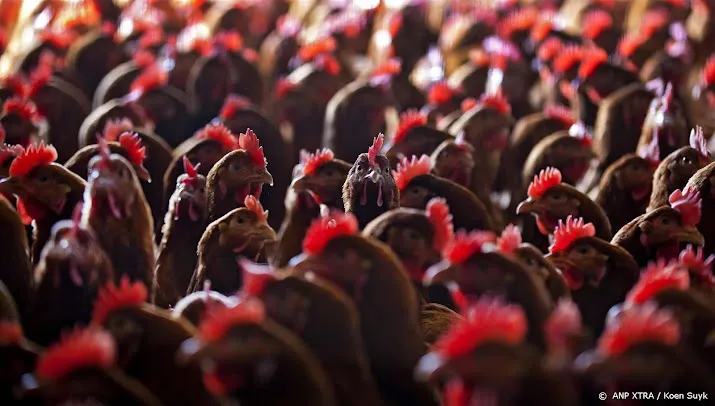 vogelgriep op bedrijf in renswoude met 65 000 kippen