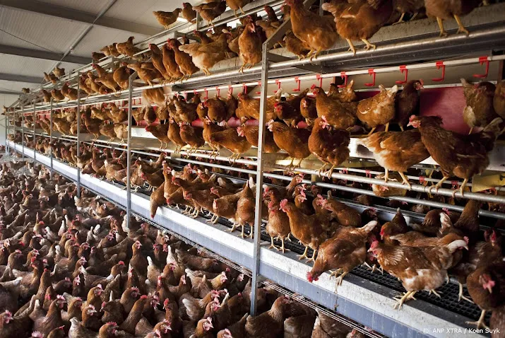 vogelgriep op bedrijf lunteren 55 000 leghennen afgemaakt