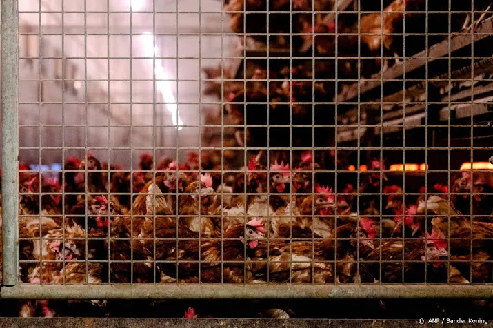 vogelgriep op bedrijf met 90 000 vleeskuikens in friesland