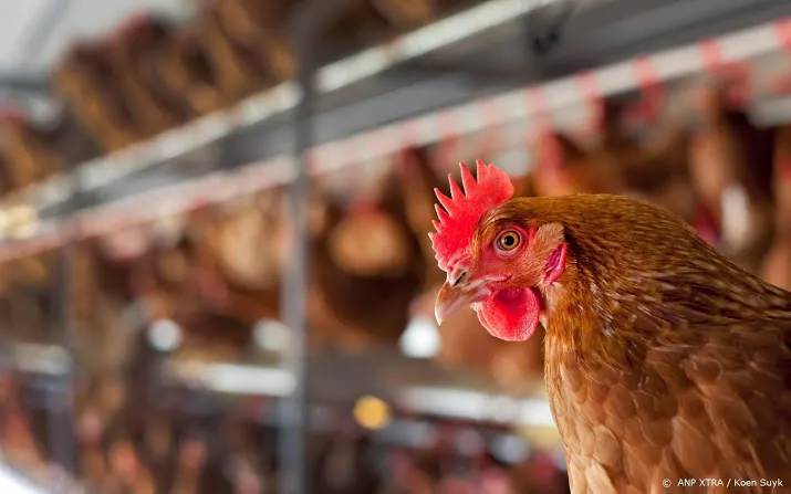 vogelgriep op pluimveebedrijf in maasland