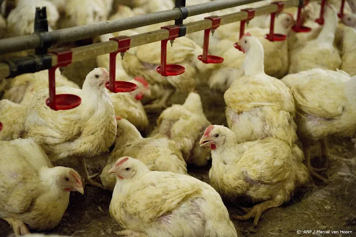 vogelgriep op vleeskuikenbedrijf tzum 166 000 vogels afgemaakt