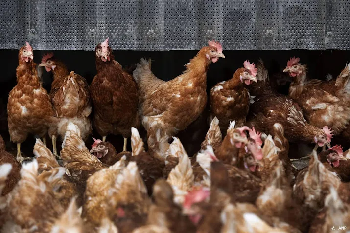 vogelgriep vastgesteld in gelders bedrijf met 168 000 dieren