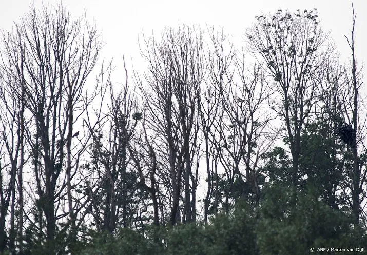 vogels rondom vliegvelden doof en agressief