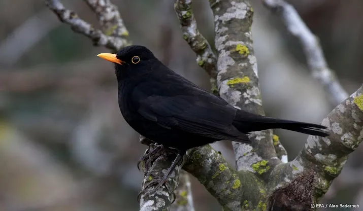 vogeltellers moeten op merels letten