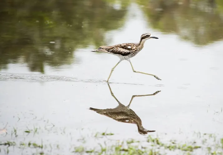 vogelverenigingen maken zich meer zorgen over bedreigde wulp