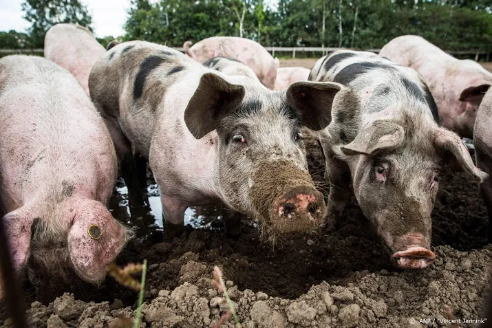 vooral brabantse varkensboeren geven er de brui aan