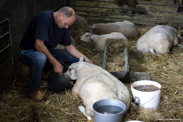 vorig jaar minder schapen gehouden door blauwtongvirus